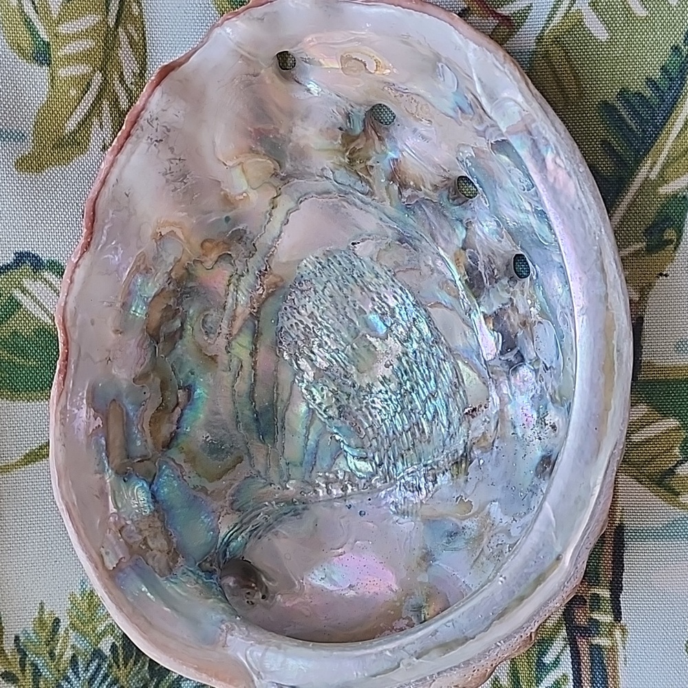 Set Of Two Abalone Shells - Picture 2 of 3